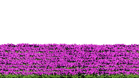 3d rendering of row of flowers isolated on a white background for architectural use which can be easily cutの写真素材