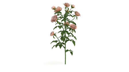 3d rendering of a green plant isolated on a white backgroundの写真素材
