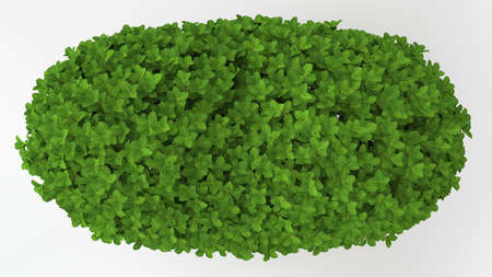 3d rendering of a green plant isolated on a white backgroundの写真素材