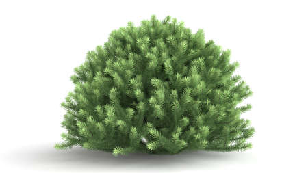 3d rendering of a green plant isolated on a white backgroundの写真素材