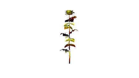 3d rendering of a colorul plant on a white backgroundの写真素材