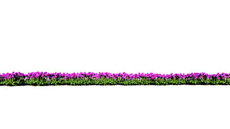 3d rendering of row of flowers isolated on a white background for architectural use which can be easily cutの写真素材