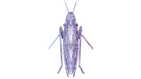 3d rendering of an artistic animal with reflection isolated on white backgroundの写真素材