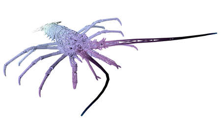 3d rendering of an artistic animal with reflection isolated on white backgroundの写真素材
