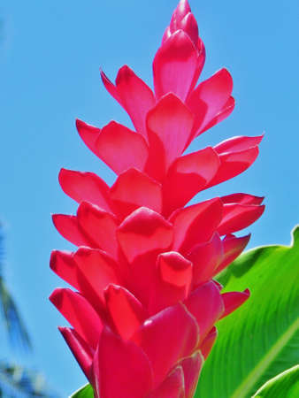 A red Ginger Lady flower blooming against a brilliant blue sky の写真素材