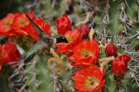 A green hummingbird hovering over red blooms on a saguaro cactus の写真素材