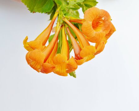 A group of yellowbell blossoms against a white background の写真素材