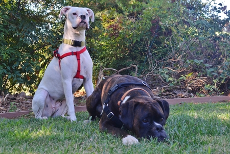 One white and one brown boxer dog sitting on a well manicured green lawn.