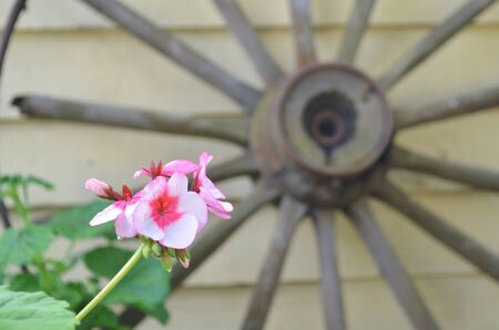 Beautiful pink flower on a long green stem with an antique wagonwheel in the background.の写真素材