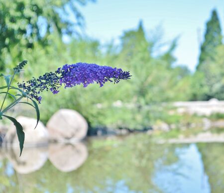 A close up of a conical shaped blue flower protruding over a calm, pristine mountain lake.  Two huge boulders border the lake in the background and are reflected in the water.の写真素材