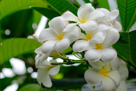 Group of beautiful white frangipani on the tree in morning light の写真素材