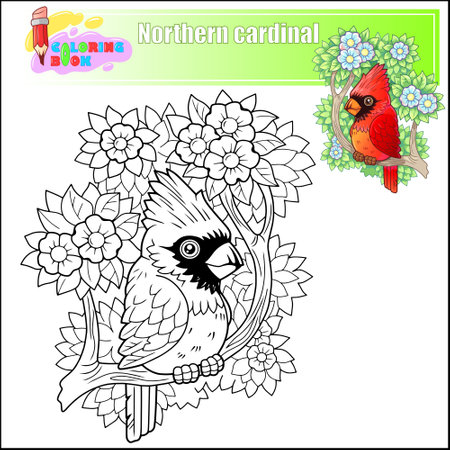 cute northern cardinal bird, coloring bookのイラスト素材