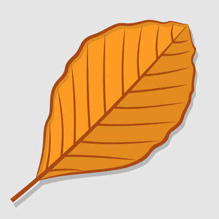 Beech autumn leaf isolated on a white background. Flat design Vector illustrationのイラスト素材