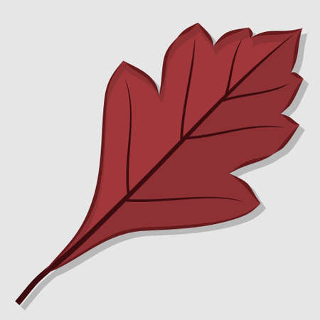 Hawthorn autumn leaf isolated on a white background. Flat design Vector illustrationのイラスト素材