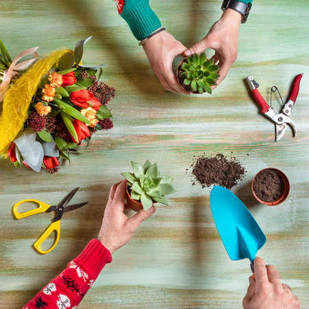 Gardener making terrarium from succulentの写真素材