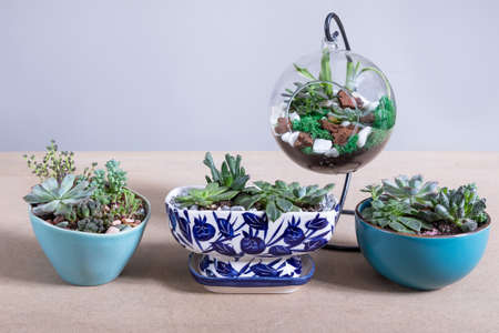 Terrarium plants in ceramic pot, glass side by sideの写真素材