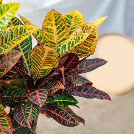 Croton, Codiaeum variegatum plant closeの写真素材