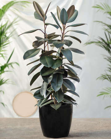 Rubber fig Ficus elastica rubber tree plant in black potの写真素材