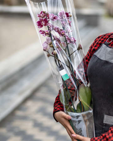 Woman holding Moth orchids, Phalaenopsisの写真素材