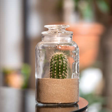 Cactus in sand terrarium glassの写真素材