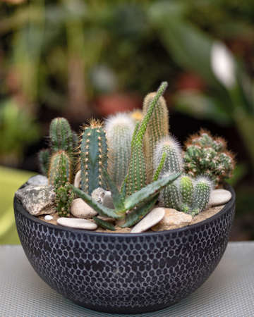 Beautiful colorful terrarium with succulent, cactus, flower, rock, sand insideの写真素材