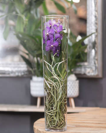 Purple Singapore orchid, Vanda orchid in the glass potの写真素材