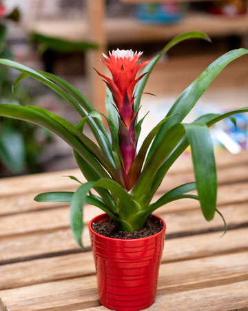 Red Bromeliad flower plant isolatedの写真素材