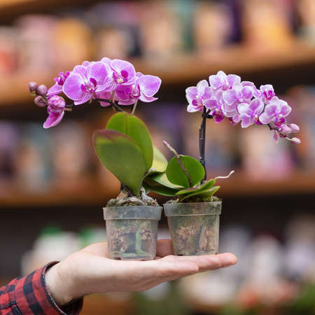 Small purple moth orchid flower, phalaenopsis plant on the handの写真素材