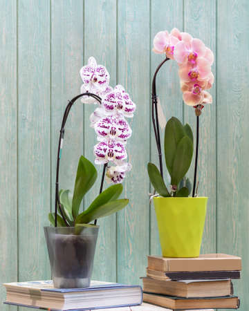 Moth orchids in the green and transparent pot with blue backgroundの写真素材