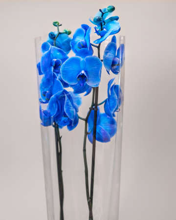 Painted blue Phalaenopsist moth orchid close upの写真素材