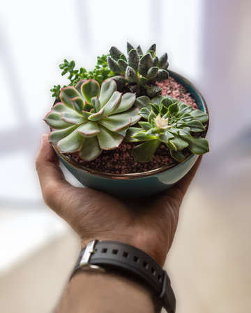 Holding in hand Terrarium plant with succulent, cactus ceramic potの写真素材