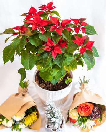 Beautiful red Poinsettia flower plant with white backgroundの写真素材