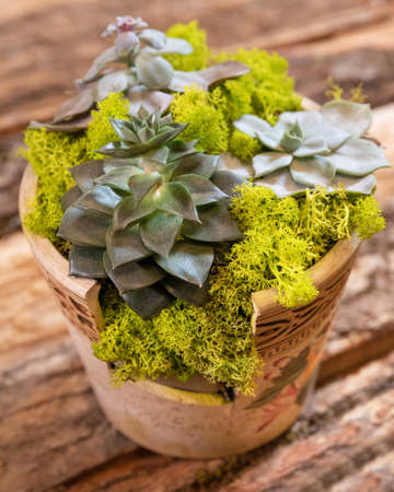 Terrarium plant with succulent, cactus ceramic potの写真素材