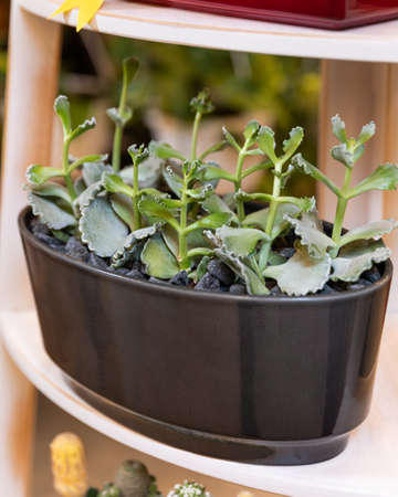 Terrarium plant with succulent, cactus in black potの写真素材