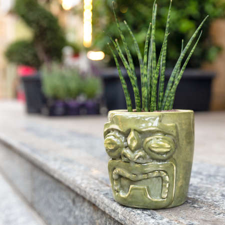 Sansevieria punk, small snake plant in the ceramic potの写真素材