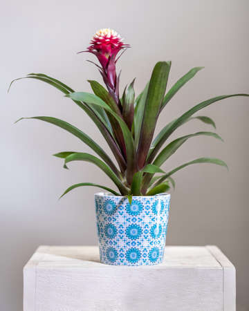 Pink Bromelia, Bromeliaceae plants in potの写真素材