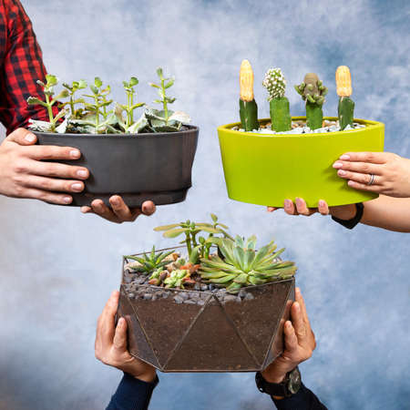 Holding hands 3 terrarium plant, glass pot, ceramic potの写真素材