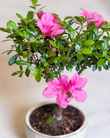 Small Ficus bonsai ginseng retusa flower close upの写真素材