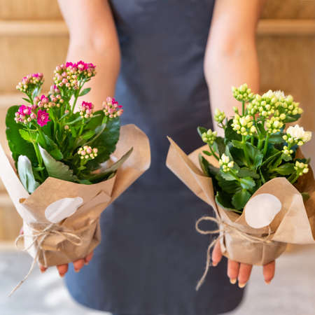 Florist woman holding Kalanchoe, Widow's-thrillの写真素材