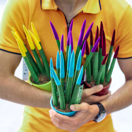 Man holding Sanseveria velvet touch, paintedの写真素材