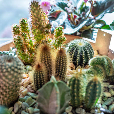 Beautiful terrarium cactus close upの写真素材