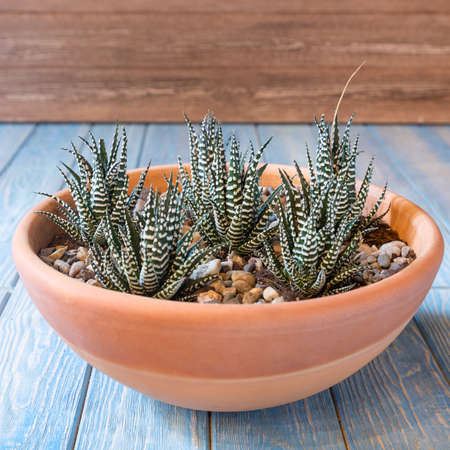 Terrarium, sand, rock, succulent, cactus, moss in the red ceramic potの写真素材