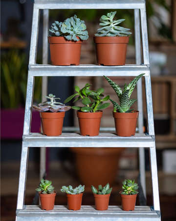 Succulents on the showcaseの写真素材