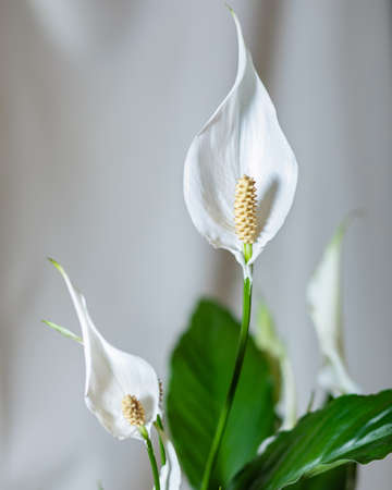 Peace Lily flower close upの写真素材