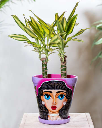 Dracaena fragrans massangeana in hand painted potの写真素材