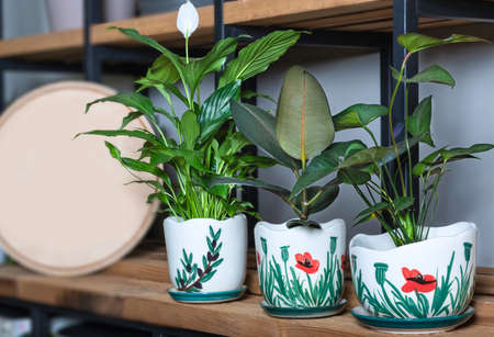 Peace lily, Rubber fig,Ficus elastica in hand painted potの写真素材