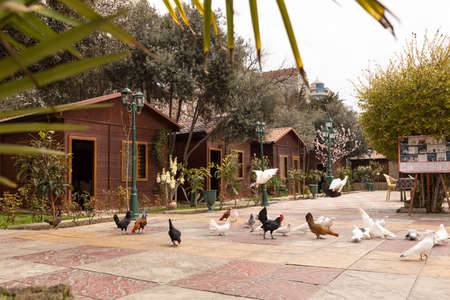 White pigeons and chickens on the groundのeditorial素材