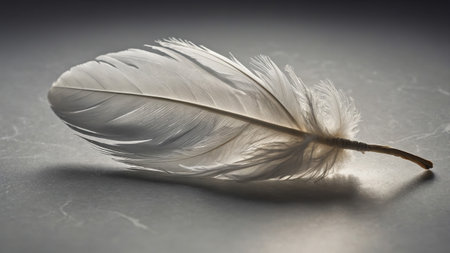 Soft light illuminates delicate white feather resting on gray surface, creating tranquil and ethereal atmosphereの素材