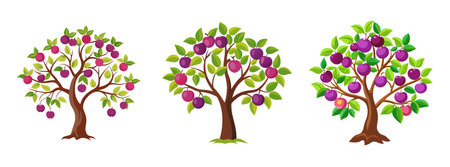 Illustration of three plum trees with green leaves and ripe plumsのイラスト素材