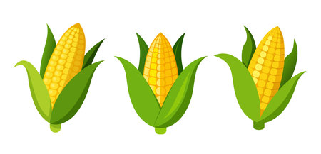 Three Corn Illustration on white background.のイラスト素材